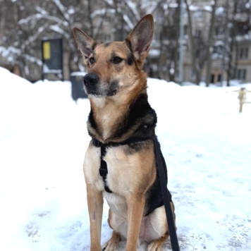 Собаки в добрые руки - Семен - 3