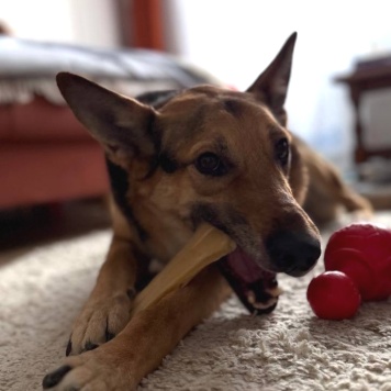 Собаки в добрые руки - Семен - 4