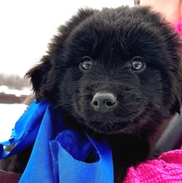 Барни - Собаки в добрые руки