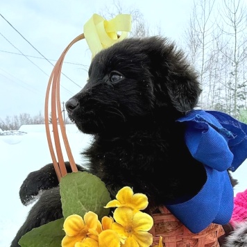 Собаки в добрые руки - Барни - 1