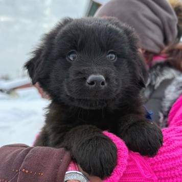 Собаки в добрые руки - Барни - 4