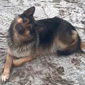 Дейзи - Собаки в добрые руки