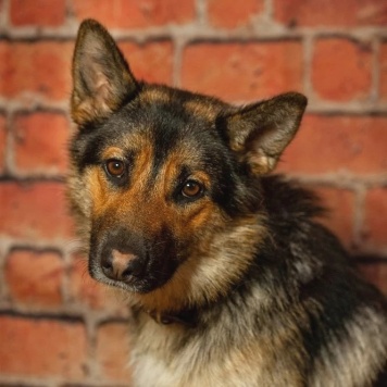 Дейзи - Собаки в добрые руки