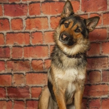 Собаки в добрые руки - Дейзи - 1