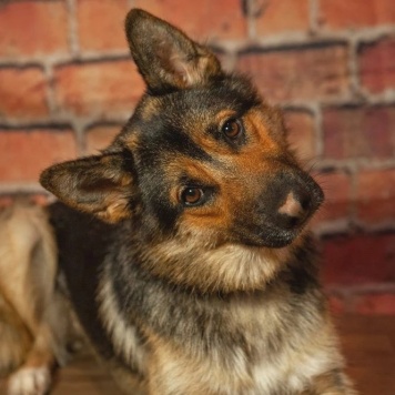 Собаки в добрые руки - Дейзи - 2