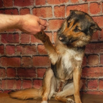 Собаки в добрые руки - Дейзи - 3