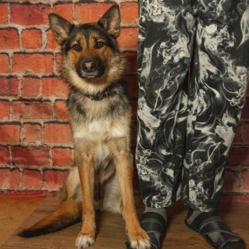 Собаки в добрые руки - Дейзи - 4