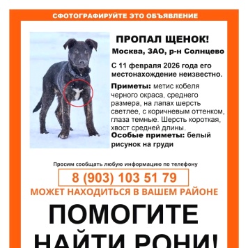 Рони - Пропавшие собаки