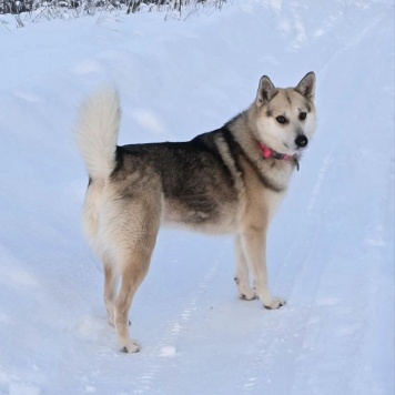 Собаки в добрые руки - Белка
