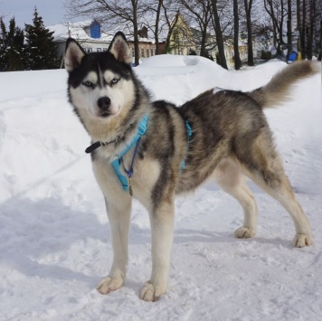 Собаки в добрые руки - Зевс