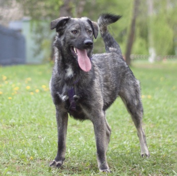 Собаки в добрые руки - Шими