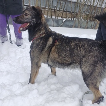 Собаки в добрые руки - Шими - 1