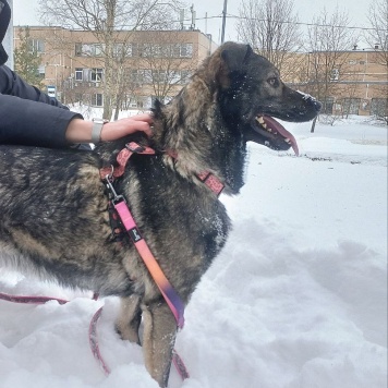 Собаки в добрые руки - Шими - 3
