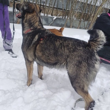 Собаки в добрые руки - Шими - 4