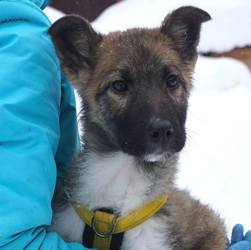 Лайм - Собаки в добрые руки