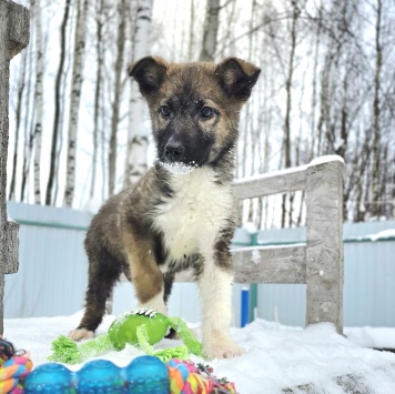 Собаки в добрые руки - Лайм - 2