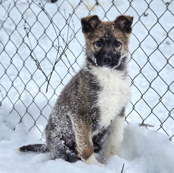 Собаки в добрые руки - Лайм - 3