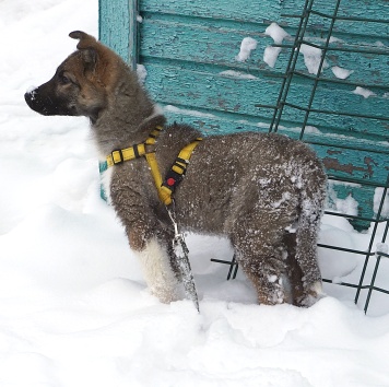 Собаки в добрые руки - Лайм - 4