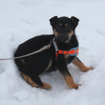 Собаки в добрые руки - Айка - 1