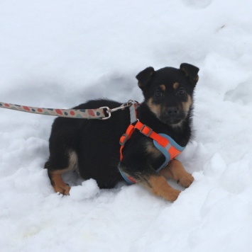 Собаки в добрые руки - Айка - 2