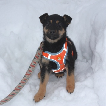 Собаки в добрые руки - Айка - 3