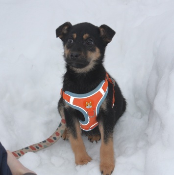 Собаки в добрые руки - Айка - 4