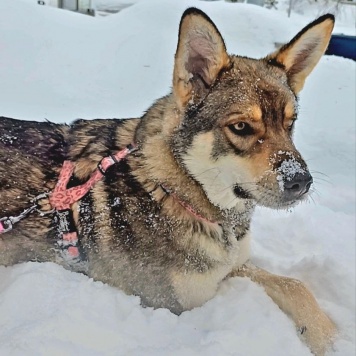 Собаки в добрые руки - Вольф