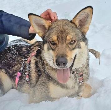 Собаки в добрые руки - Вольф - 1