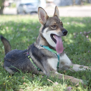 Собаки в добрые руки - Вольф - 2