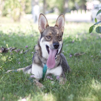Собаки в добрые руки - Вольф - 3