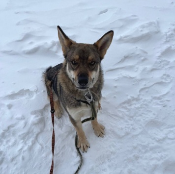 Собаки в добрые руки - Вольф - 4