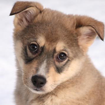 Собаки в добрые руки - Луна