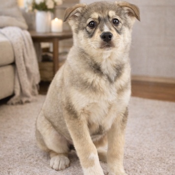 Собаки в добрые руки - Луна - 1