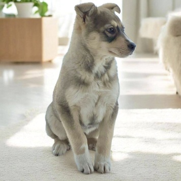 Собаки в добрые руки - Луна - 2