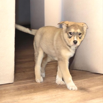 Собаки в добрые руки - Луна - 3