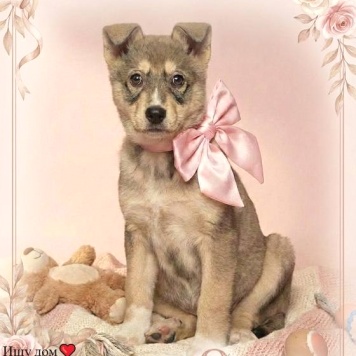 Собаки в добрые руки - Луна - 4