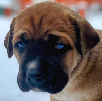 Собаки в добрые руки - Щенки