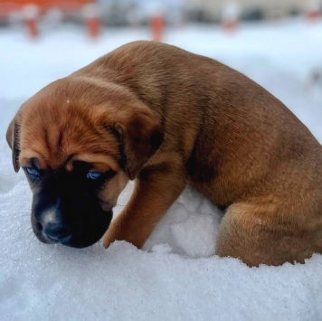 Собаки в добрые руки - Щенки - 2