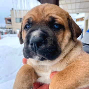 Собаки в добрые руки - Щенки - 3