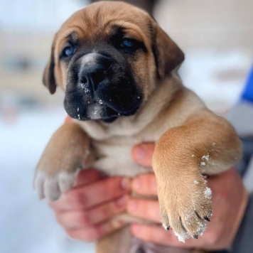 Собаки в добрые руки - Щенки - 4