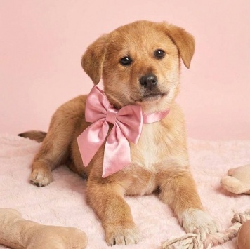 Лада - Собаки в добрые руки