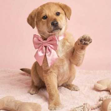 Собаки в добрые руки - Лада - 1