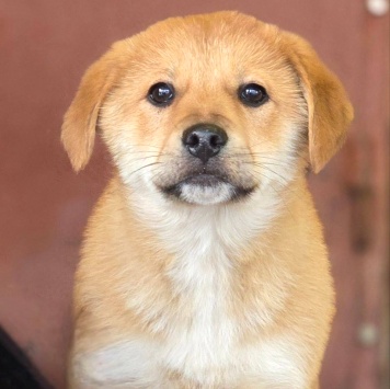 Собаки в добрые руки - Лада - 2