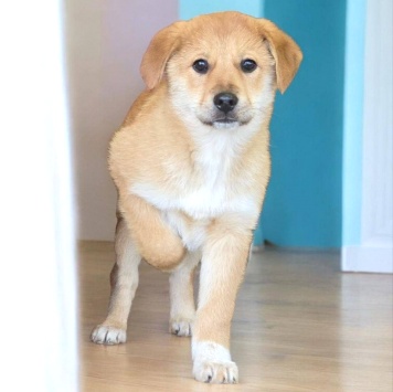 Собаки в добрые руки - Лада - 4