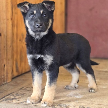 Дана - Собаки в добрые руки