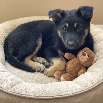 Собаки в добрые руки - Дана - 1