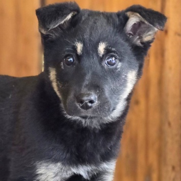 Собаки в добрые руки - Дана - 2