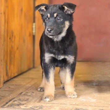 Собаки в добрые руки - Дана - 3