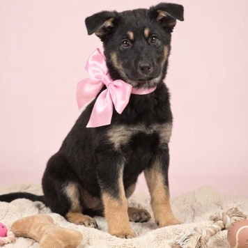 Собаки в добрые руки - Дана - 4