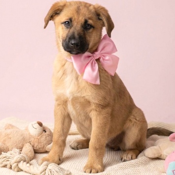 Собаки в добрые руки - Лика